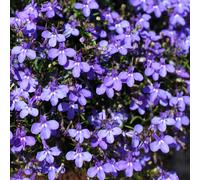 Richard Jackson Lobelia Electric Blue Power Plants 5x 5.5cm