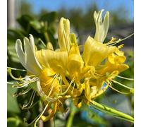 Richard Jackson Lonicera Scentsation 3 litre Pot