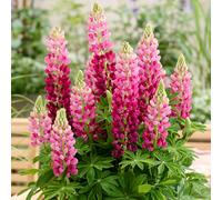Richard Jackson Lupin Lupinova Cutie 2L Pot