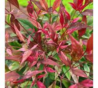 Richard Jackson Nandinia Red Light 2l pot