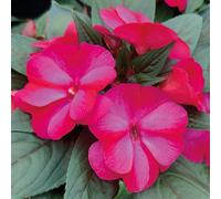 Richard Jackson New Guinea Busy Lizzie Colour Power 5 x 6cm