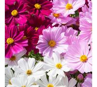 Richard Jackson Nursery Fresh Cosmos Apollo 5x 6cm Garden Ready Plants