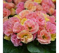 Richard Jackson Nursery Fresh Rose Scented Peach Melba Primrose 5x 6cm