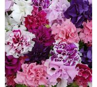 Richard Jackson Orchid Flowered Petunias Power Plants 10 x 5.5cm