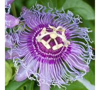 Richard Jackson Passiflora Cool Tropics Purple 3l pot