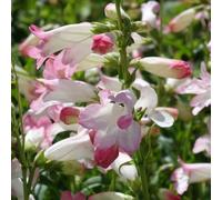 Richard Jackson Penstemon Appleblossom 1x 1 Litre Pot