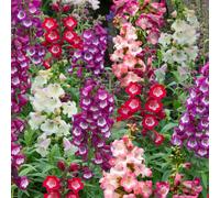 Richard Jackson Perfect Penstemons 5x 6cm Garden Ready Plants