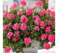 Richard Jackson Perfect Trailing Geranium 5x 6cm Garden Ready Plants