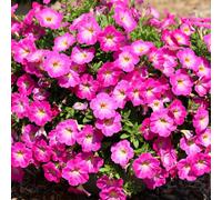 Richard Jackson Petunia Fantasy Hot Pink Power Plants 5 x 5.5cm