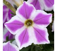 Richard Jackson Petunia Lilac Frost Power Plants 5x 5.5cm