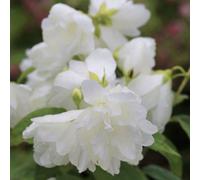 Richard Jackson Philadelphus Little White Love 2.3l pot