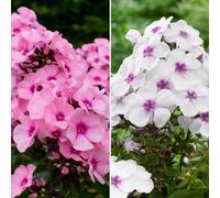 Richard Jackson Phlox Famous Colours 5x 6cm Garden Ready Plants