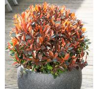 Richard Jackson Photinia Red Balloon 2.3l pot