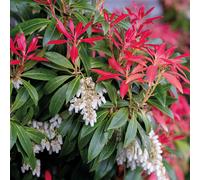 Richard Jackson Pieris Japonica 2.3l Pot