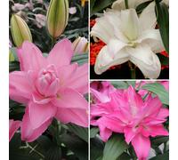 Richard Jackson Pollen Free Patio Lily 12 Bulbs