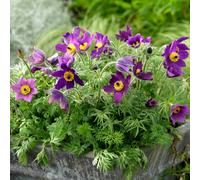 Richard Jackson Pretty Pulsatilla 1x 2 Litre Pot