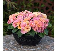 Richard Jackson Primrose Mandarin Queen 5 x 6cm Pots
