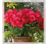 Richard Jackson Rhododendron Maximus 2l pot