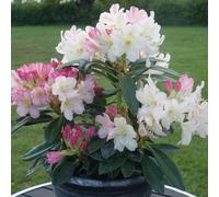 Richard Jackson Rhododendron Percy Wiseman 1x 1.5 Litre Pot