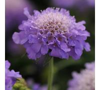 Richard Jackson`s Nursery Fresh Perennial Scabious 5 x 6cm Garden R...