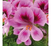 Richard Jackson Scented Geranium Angels Perfum 5 x 6cm