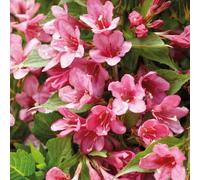 Richard Jackson Weigela 2.3l Pot