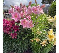 Richard Jackson's Freesia Scented Wow Flower Lilies 5x Bulbs