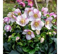 Richard Jackson's Frost Fire Hellebore 1x 2 Litre Pot