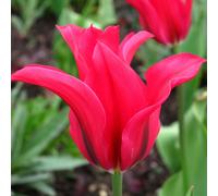 Richard Jacksons Lily Flowering Tulip 15x Size 12+ Bulbs