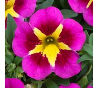 Richard Jackson's Nursery Fresh Colourful Calibrachoa 5 x6cm Garden