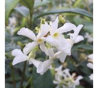 Richard Jackson's Nursery Fresh Evergreen Scented Jasmine 1 x 3 Lit...