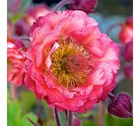 Richard Jackson's Nursery Fresh Geum Pink Petticoats 1x 2 Litre Pot