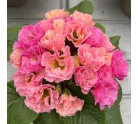 Richard Jackson's Nursery Fresh Primrose Rosebud Tutti Frutti 5 x 6cm
