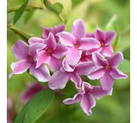 Richard Jackson's Nursery Fresh Summer Scent Jasmine 1x 3 Litre Pot