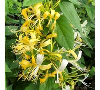 Richard Jackson's Nursery Fresh Super Scented Honeysuckle 1 x 3 Lit...