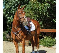 Riding bridles for dolphins Weatherbeeta Collegiate Comfitec