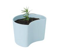 RIG-TIG YOUR TREE pot with seeds Blue (Pine)