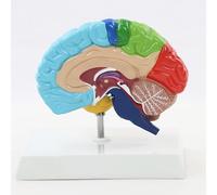 Right Hemisphere Human Brain Anatomical Model,1:1 Right Hemisphere Functional Area Human Brain Anatomy Model Colored Medical Teaching