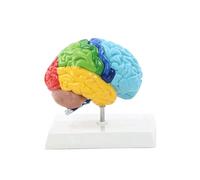 Right Hemisphere of Brain & Full Body Anatomy Teaching Model - Portable, Durable, 4D Educational Tool