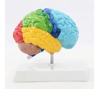 Right Hemisphere Of Brain Human Body Model 1:1 For Student Teaching Study Assembling Model