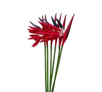 Rikyo Artificial Flowers 6pcs Bird of Paradise 58cm Permanent Flower,Tropical Imitation Plant Flower Bouquets for Office Home Party Decorations,Arrangement Potted Plants (Red)