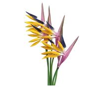 Rikyo Multicolor Artificial Flowers 6Pcs Bird of Paradise 23" Permanent Flower,Strelitzia Tropical Imitation Plant Flower Bouquets for Office Home Party Decorations,Potted Plants (Purple Yellow)