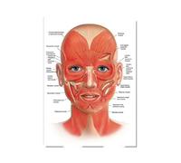 RIMURA The Body Facial Anatomy Muscle Vessels Detailed Canvas Painting Human Structure Skeleton Education Poster Medical Decoracion (Color : 20, Size : 30X45cmUnframed)