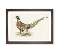 Ring-Necked Pheasant by Von Wright Framed Print | A2 Walnut Framed Wall Art | Ready to Hang | Modern Nature Picture | Living Room Bedroom Lounge Office