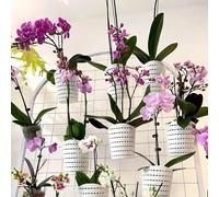 RISEON 6 PCS Plastic Orchid Pots with Holes-Small Orchid Hanging Planter Decorative Orchid Pot Hollow for Dendrobium Oncidium Cattleya Repotting Indoor Outdoor (White)