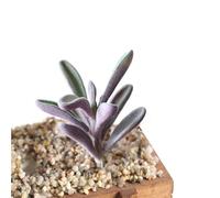 Ristyur Faux Succulents - Fake Plants Realistic Textured - Realistic Cute Faux Succulents For Home Decor, Crafting, Offices