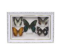 Riven Butterfly Framed, 5 Piece Butterfly Specimen Display with White Frame Taxidermy Home for Birthday Gifts