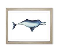 River Dolphin By George Shaw Vintage Framed Print | A4 Oak Framed Wall Art | Ready to Hang | Classic Animal Picture | Living Room Bedroom Lounge Office
