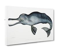 River Dolphin By John Edward Gray Canvas Print | Gallery Wrapped 30mm Frame Wall Art | 30x20 inches | Ready to Hang | Retro Animals Picture | Living Room Bedroom Lounge Office