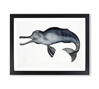 River Dolphin By John Edward Gray Vintage Framed Print | A2 Black Framed Wall Art | Ready to Hang | Classic Animal Picture | Living Room Bedroom Lounge Office